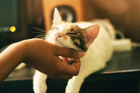 / Yerlin Matu (Unsplash) Gato