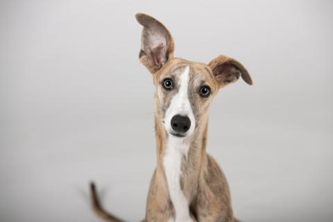 / SJ (Unsplash) Perro