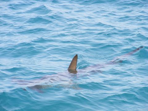 Imagen ilustrativa / alon (Pixabay) Tiburón