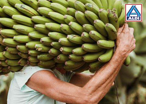 Plátano de Canarias Plátano de Canarias