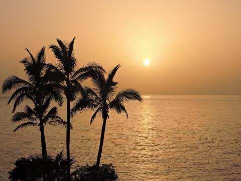 palmeras al atardecer