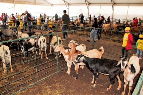 Muestra de Ganado de Yaiza / CanariasNoticias.es