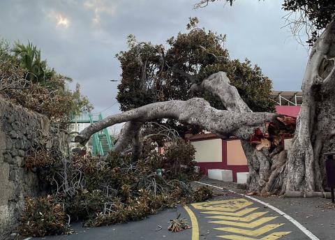 Cae el "Árbol Bonito" de San Juan Cae el "Árbol Bonito" de San Juan