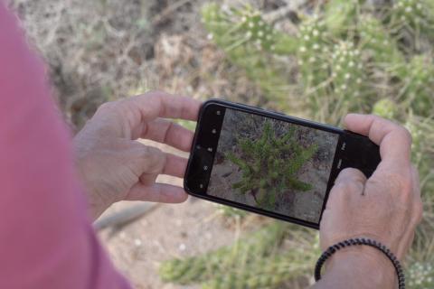 Maratón de detección de especies exóticas / CanariasNoticias.es Maratón de detección de especies exóticas / CanariasNoticias.es