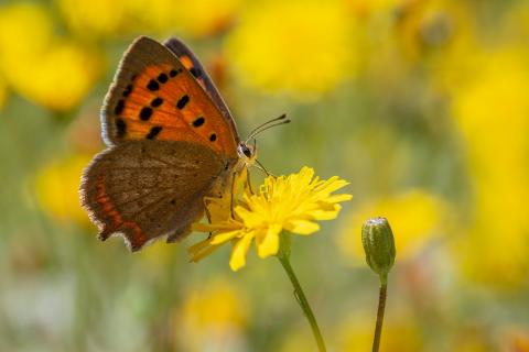 Canarias celebrará el Día del Medio Ambiente con unas jornadas sobre biodiversidad