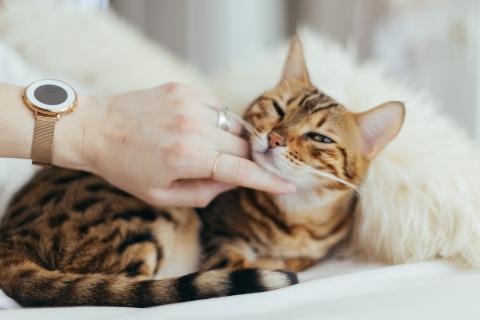 / Paul Hanaoka (Unsplash) Gato