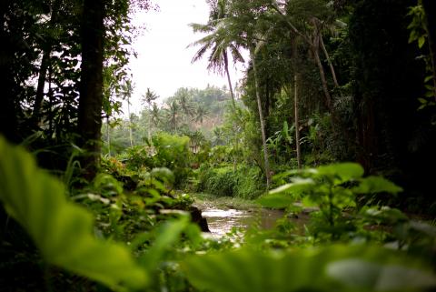 Selva amazónica