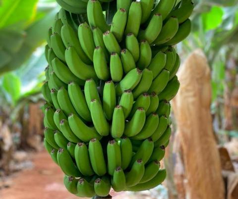 Plátano de Canarias Plátano de Canarias