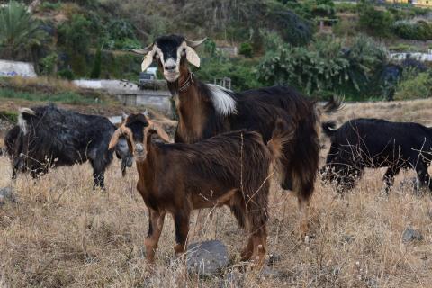 Cabras en el norte de Tenerife/ canariasnoticias.es