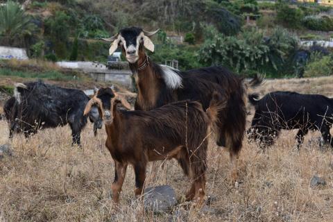 Cabras en el norte de Tenerife/ canariasnoticias.es Cabras en el norte de Tenerife/ canariasnoticias.es