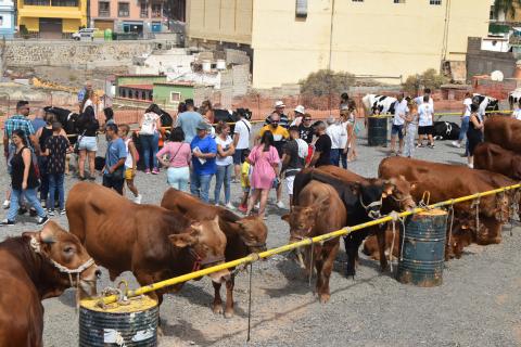 Feria de Ganado en Gáldar / CanariasNoticias.es Feria de Ganado en Gáldar / CanariasNoticias.es