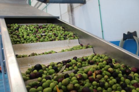 Recogida de aceituna / CanariasNoticias.es Recogida de aceituna / CanariasNoticias.es