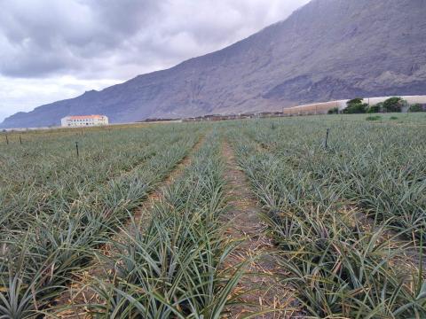Plantación de piña tropical en El Hierro / CanariasNoticias.es 