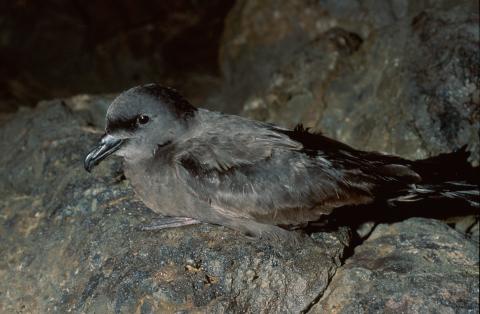 Petrel de Bulwer