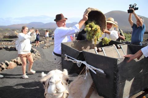 Vendimia tradicional con camellos / CanariasNoticias.es Vendimia tradicional con camellos / CanariasNoticias.es