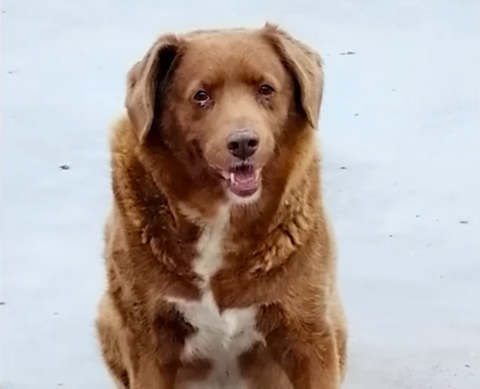 Bobi Bobi