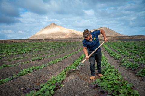 Explotación de batatas en Lanzarote / CanariasNoticias.es 