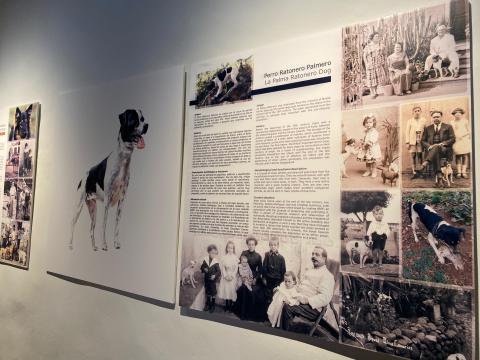 Exposición razas autóctonas palmeras / CanariasNoticias.es Exposición razas autóctonas palmeras / CanariasNoticias.es