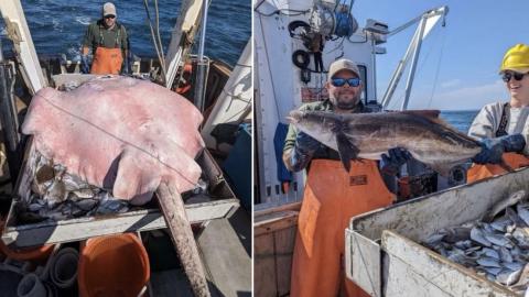 /CTFishAndWildlife Mantarraya