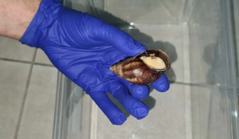 Caracol gigante africano / CanariasNoticias.es Caracol gigante africano / CanariasNoticias.es