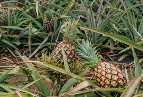 Piñas de El Hierro / CanariasNoticias.es Piñas de El Hierro / CanariasNoticias.es