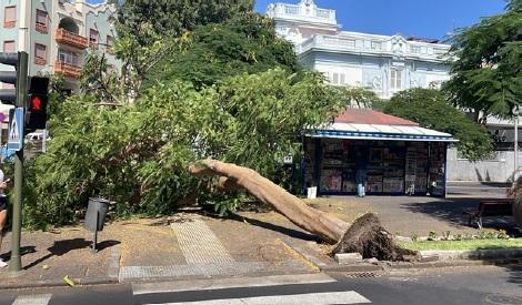 Caída de árbol en Santa Cruz / CanariasNoticias.es Caída de árbol en Santa Cruz / CanariasNoticias.es