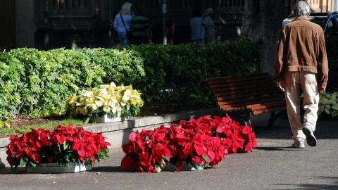 Flores de pascua en Santa Cruz / CanariasNoticias.es Flores de pascua en Santa Cruz / CanariasNoticias.es