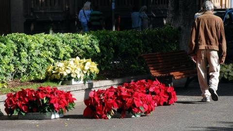 Flores de pascua en Santa Cruz / CanariasNoticias.es 