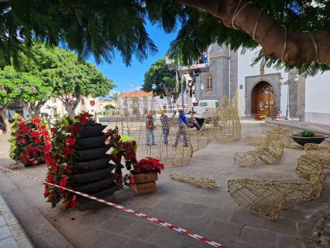 Plantación de flores de pascua / CanariasNoticias.es