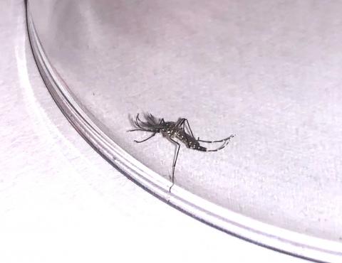 Mosquito Aedes aegypti / CanariasNoticias.es Mosquito Aedes aegypti / CanariasNoticias.es