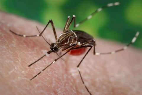 Mosquito Aedes aegypti / CanariasNoticias.es Mosquito Aedes aegypti / CanariasNoticias.es