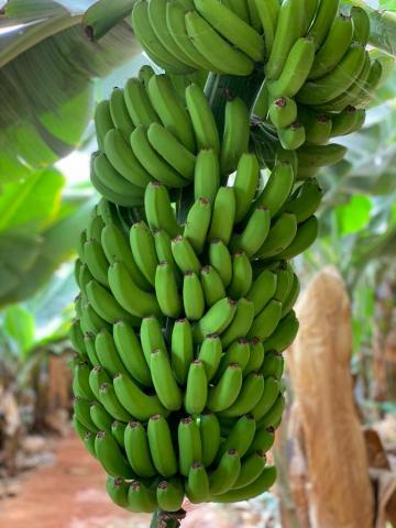 Plátano de Canarias Plátano de Canarias