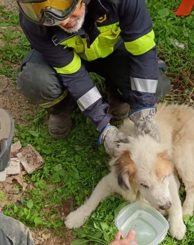 Rescate del perro / CanariasNoticias.es 