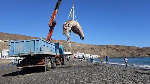 Retirada del cetáceo varado en Pozo Negro/ canariasnoticias.es