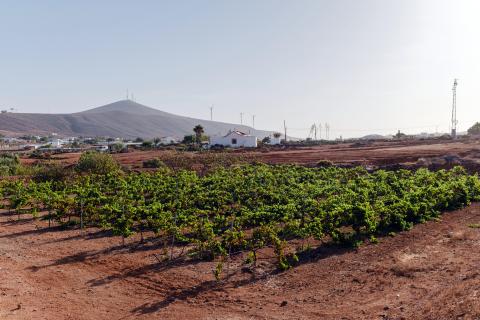 Viñedos / CanariasNoticias.es 