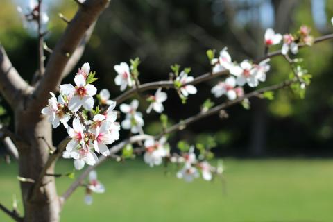 Almendro en flor