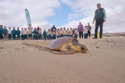 Suelta de tortugas en Playa Blanca / CanariasNoticias.es