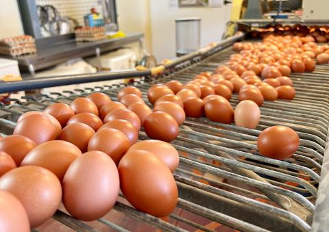 Huevos / CanariasNoticias.es Huevos / CanariasNoticias.es