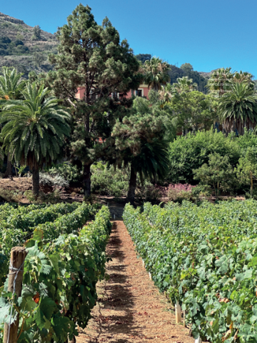 Ruta del Vino de Gran Canaria / CanariasNoticias.es 