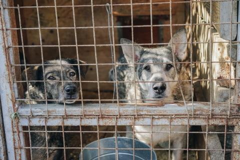 Perros enjaulados