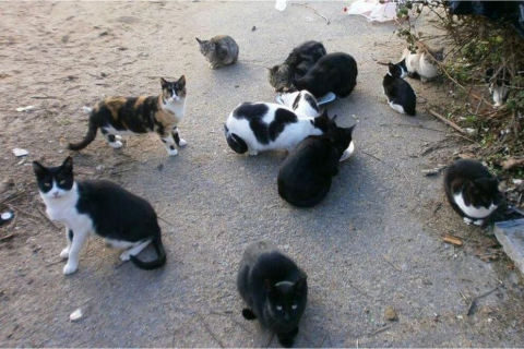Colonia de gatos / CanariasNoticias.es Colonia de gatos / CanariasNoticias.es