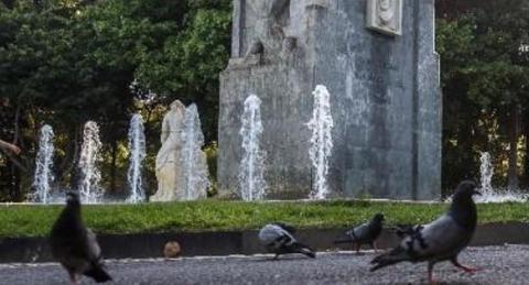 Palomas en Santa Cruz de Tenerife / CanariasNoticias.es Palomas en Santa Cruz de Tenerife / CanariasNoticias.es