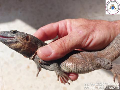 Lagarto gigante de Gran Canaria / CanariasNoticias.es Lagarto gigante de Gran Canaria / CanariasNoticias.es