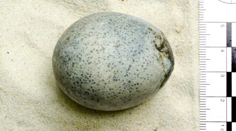 Huevo de 1700 años 
