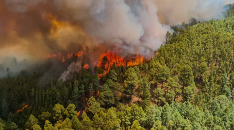 Incendio forestal en Tenerife / CanariasNoticias.es 