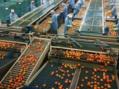 Productores de tomate / CanariasNoticias.es Productores de tomate / CanariasNoticias.es