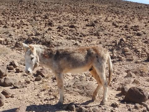 Burro majorero rescatado / CanariasNoticias.es Burro majorero rescatado / CanariasNoticias.es