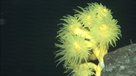 coral amarillo Dendrophyllia cornigera / ROV Liropus 2000, Canarias, IEO, CSIC coral amarillo Dendrophyllia cornigera