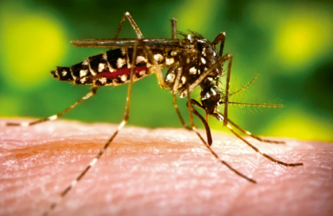 Mosquito Aedes aegypti / CanariasNoticias.es Mosquito Aedes aegypti / CanariasNoticias.es
