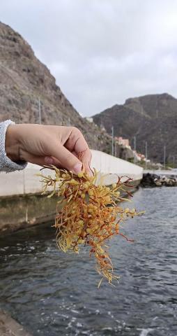 Algas en costa de Santa Cruz de Tenerife / CanariasNoticias.es 